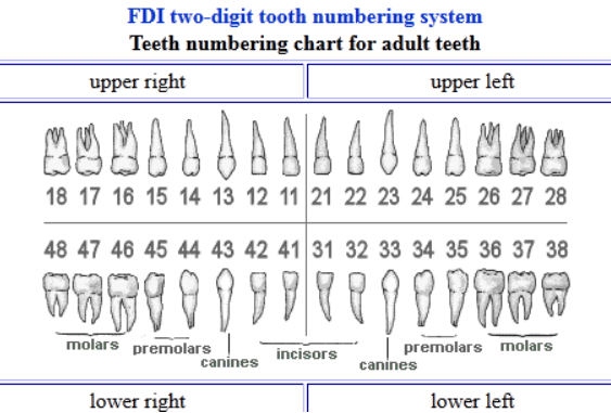 Teeth Anatomy Number Chart