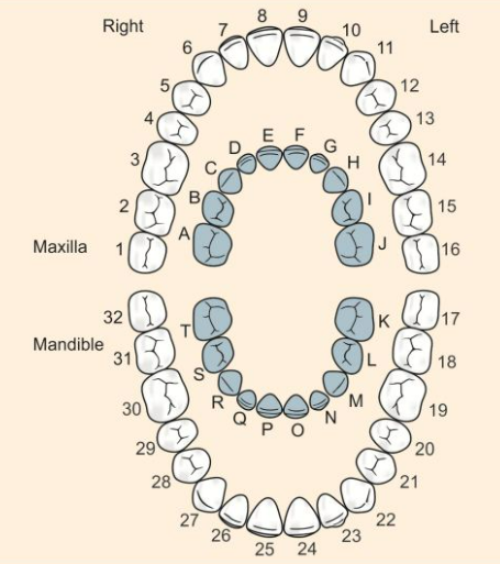 Demystifying Dental Anatomy A Guide To How Dentists Number Teeth SPS 